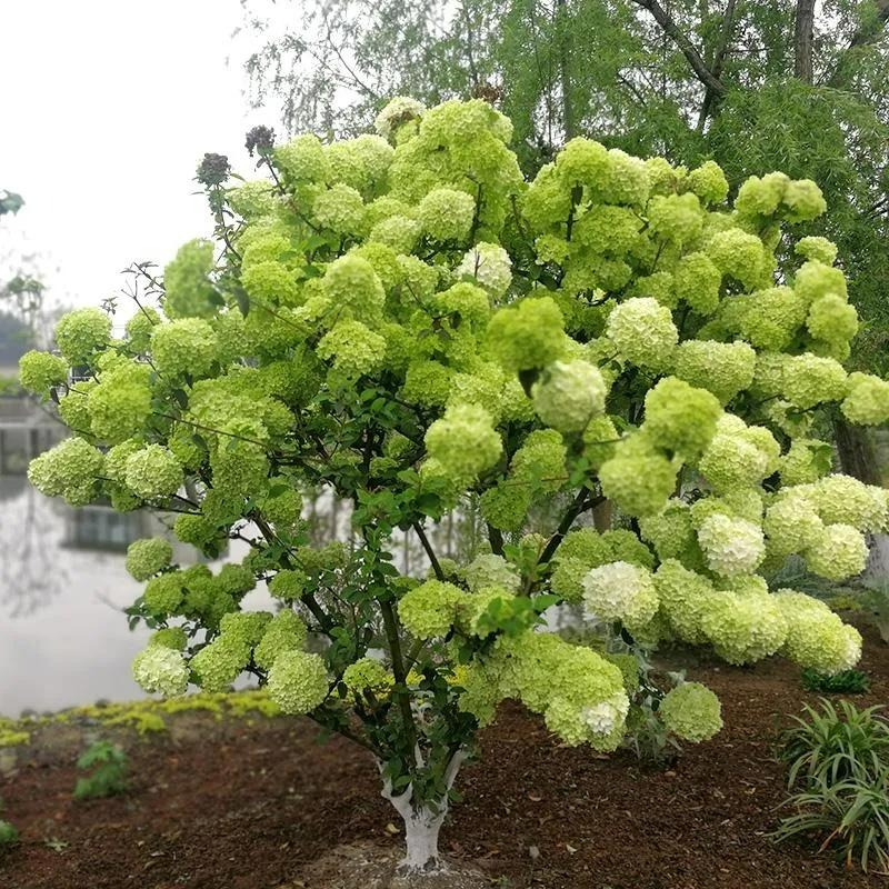 Muốn "tuyết rơi mùa hè", trồng ngay cây cảnh hoa trắng muốt, mát lạnh, đẹp lộng lẫy này - Ảnh 8.