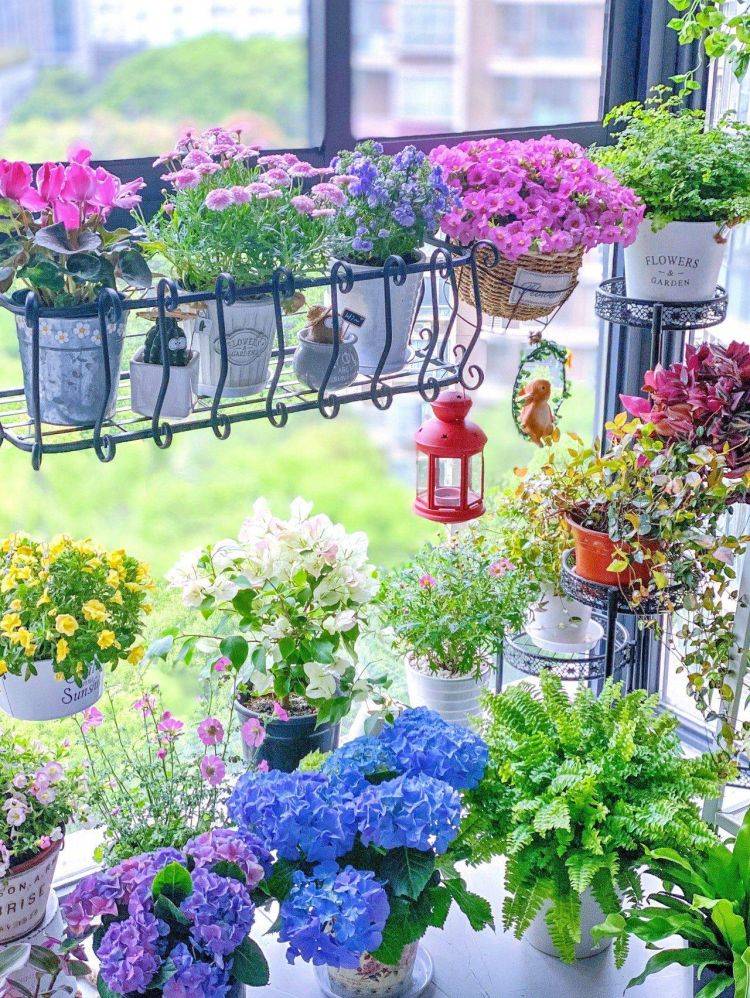 9 cây cảnh "nhỏ mà có võ", siêu ra hoa, lộng lẫy muôn màu, giá rẻ, dễ trồng, chạm vào là nghiện  - Ảnh 1.