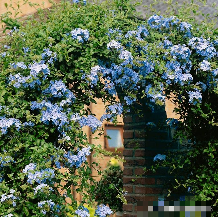 9 cây cảnh "nhỏ mà có võ", siêu ra hoa, lộng lẫy muôn màu, giá rẻ, dễ trồng, chạm vào là nghiện  - Ảnh 16.