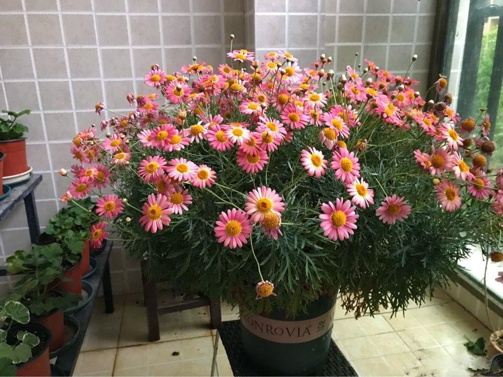 9 cây cảnh "nhỏ mà có võ", siêu ra hoa, lộng lẫy muôn màu, giá rẻ, dễ trồng, chạm vào là nghiện  - Ảnh 20.