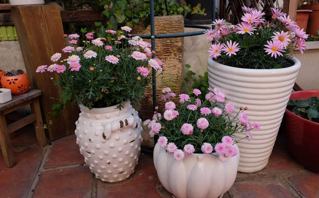 9 cây cảnh "nhỏ mà có võ", siêu ra hoa, lộng lẫy muôn màu, giá rẻ, dễ trồng, chạm vào là nghiện  - Ảnh 19.