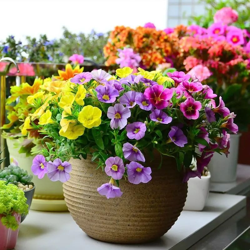 9 cây cảnh "nhỏ mà có võ", siêu ra hoa, lộng lẫy muôn màu, giá rẻ, dễ trồng, chạm vào là nghiện  - Ảnh 18.