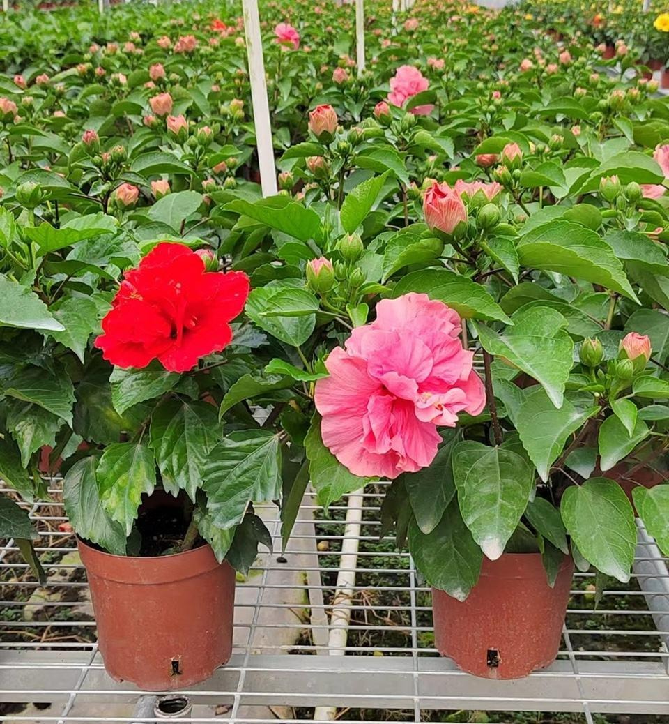 9 cây cảnh "nhỏ mà có võ", siêu ra hoa, lộng lẫy muôn màu, giá rẻ, dễ trồng, chạm vào là nghiện  - Ảnh 22.