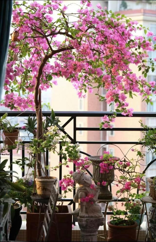 9 cây cảnh "nhỏ mà có võ", siêu ra hoa, lộng lẫy muôn màu, giá rẻ, dễ trồng, chạm vào là nghiện  - Ảnh 4.