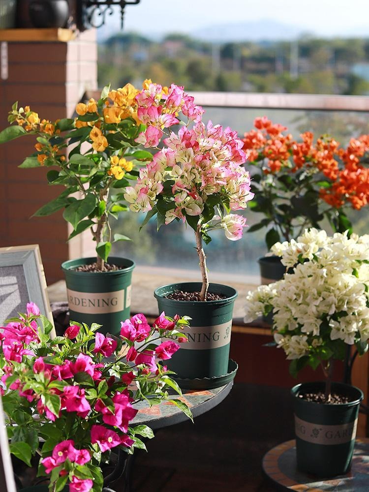 9 cây cảnh "nhỏ mà có võ", siêu ra hoa, lộng lẫy muôn màu, giá rẻ, dễ trồng, chạm vào là nghiện  - Ảnh 5.