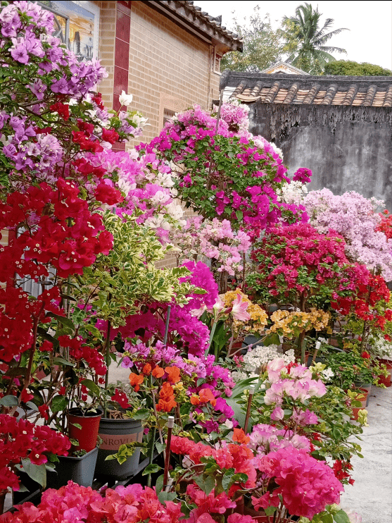 9 cây cảnh "nhỏ mà có võ", siêu ra hoa, lộng lẫy muôn màu, giá rẻ, dễ trồng, chạm vào là nghiện  - Ảnh 6.