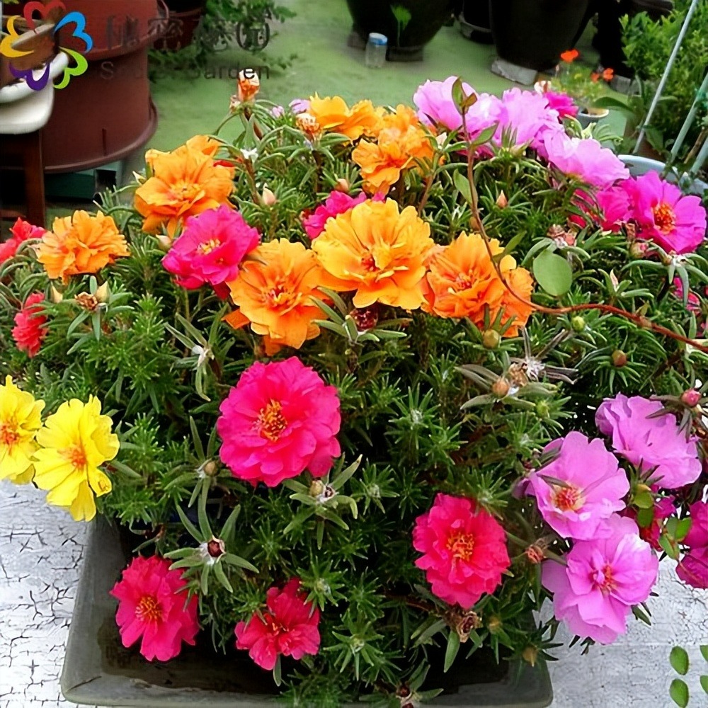 9 cây cảnh "nhỏ mà có võ", siêu ra hoa, lộng lẫy muôn màu, giá rẻ, dễ trồng, chạm vào là nghiện  - Ảnh 2.