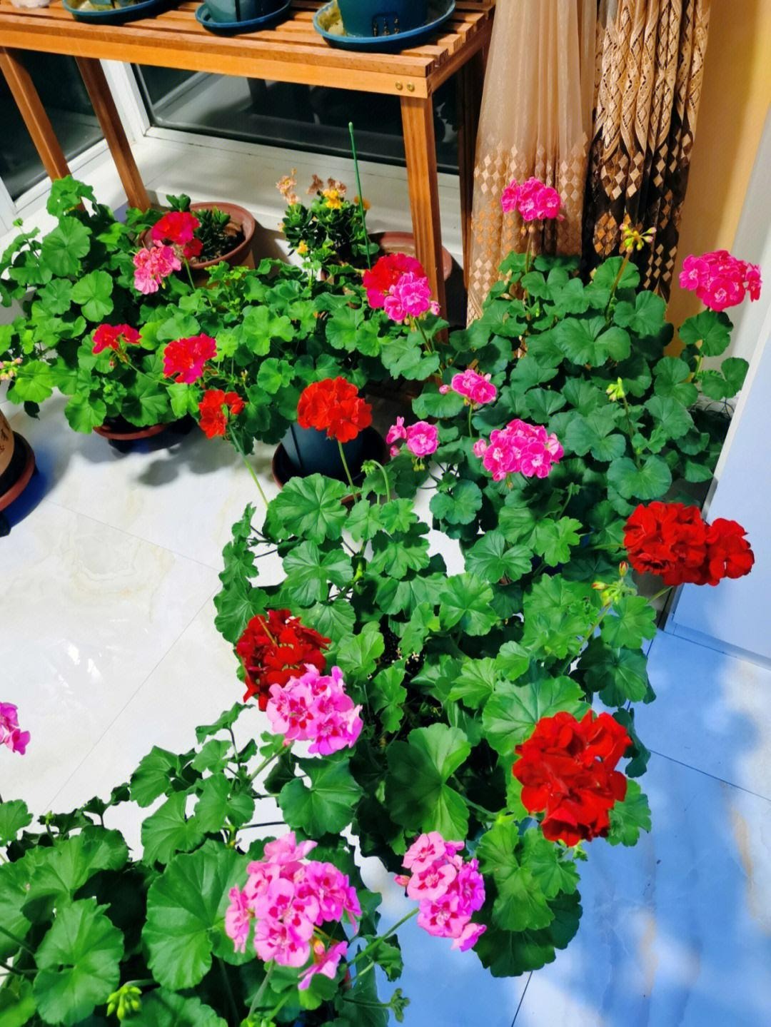 9 cây cảnh "nhỏ mà có võ", siêu ra hoa, lộng lẫy muôn màu, giá rẻ, dễ trồng, chạm vào là nghiện  - Ảnh 14.