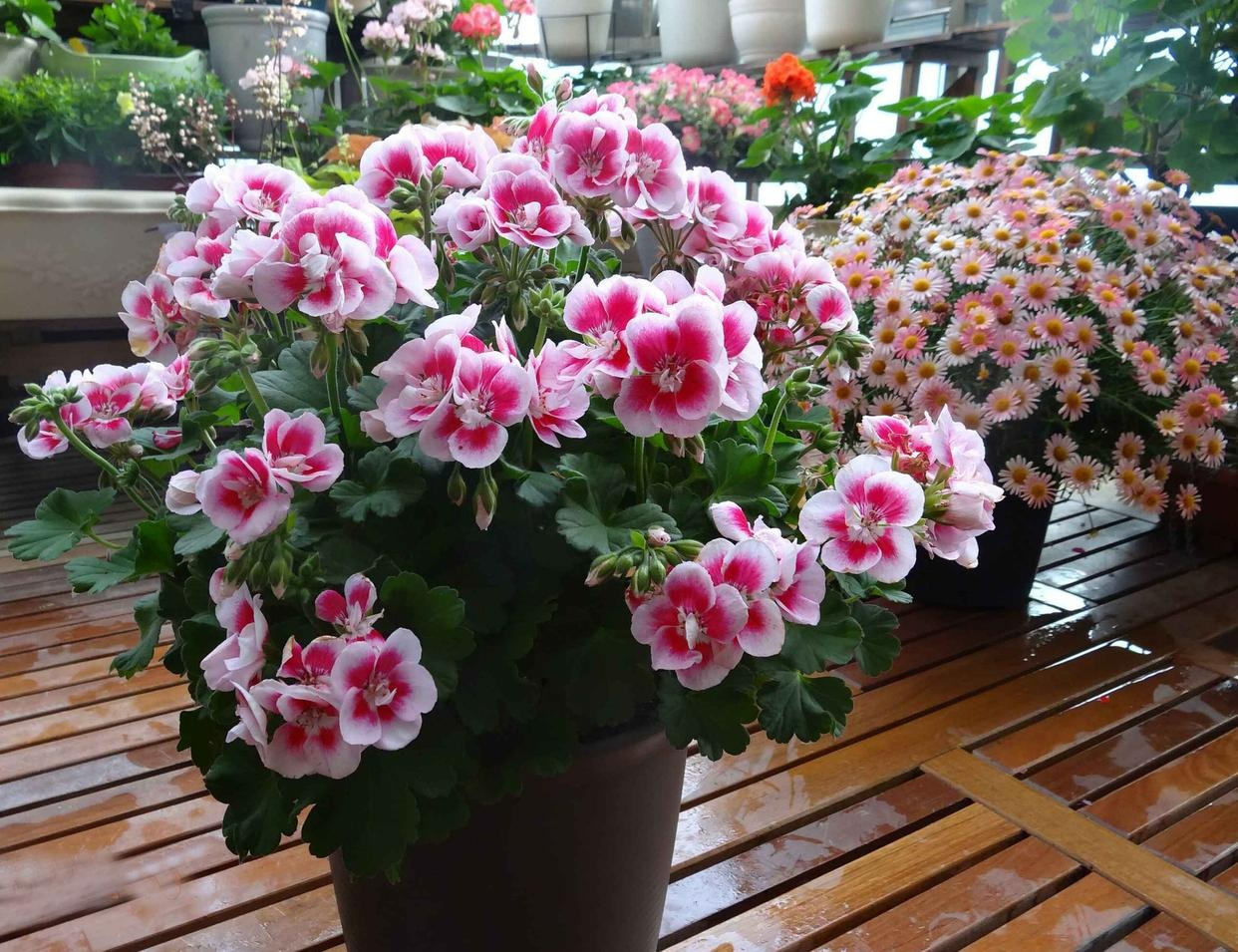 9 cây cảnh "nhỏ mà có võ", siêu ra hoa, lộng lẫy muôn màu, giá rẻ, dễ trồng, chạm vào là nghiện  - Ảnh 12.