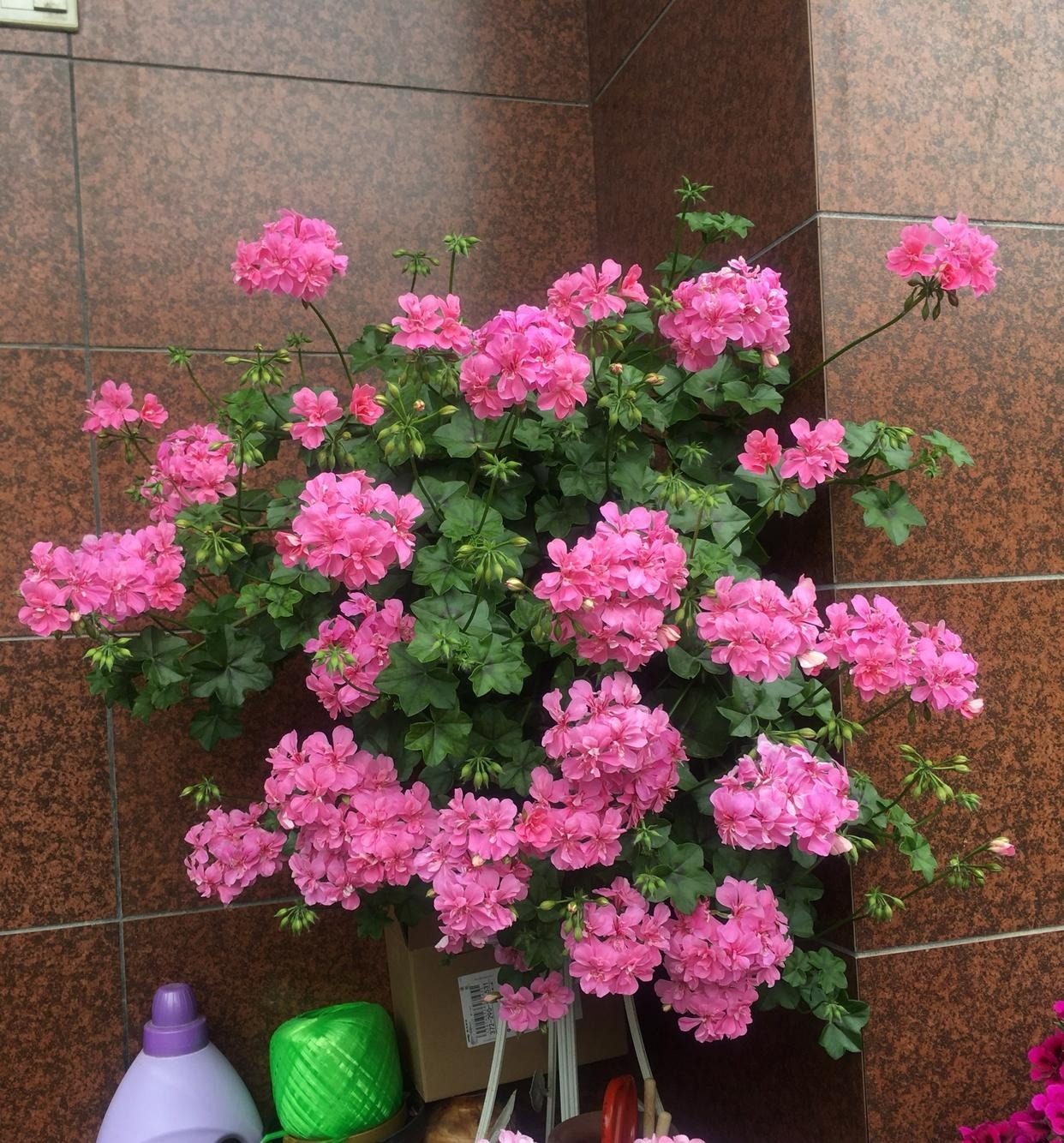 9 cây cảnh "nhỏ mà có võ", siêu ra hoa, lộng lẫy muôn màu, giá rẻ, dễ trồng, chạm vào là nghiện  - Ảnh 13.