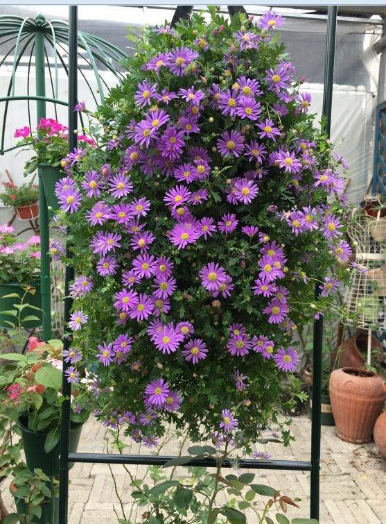 9 cây cảnh "nhỏ mà có võ", siêu ra hoa, lộng lẫy muôn màu, giá rẻ, dễ trồng, chạm vào là nghiện  - Ảnh 8.