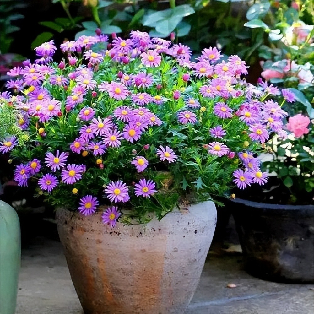 9 cây cảnh "nhỏ mà có võ", siêu ra hoa, lộng lẫy muôn màu, giá rẻ, dễ trồng, chạm vào là nghiện  - Ảnh 9.