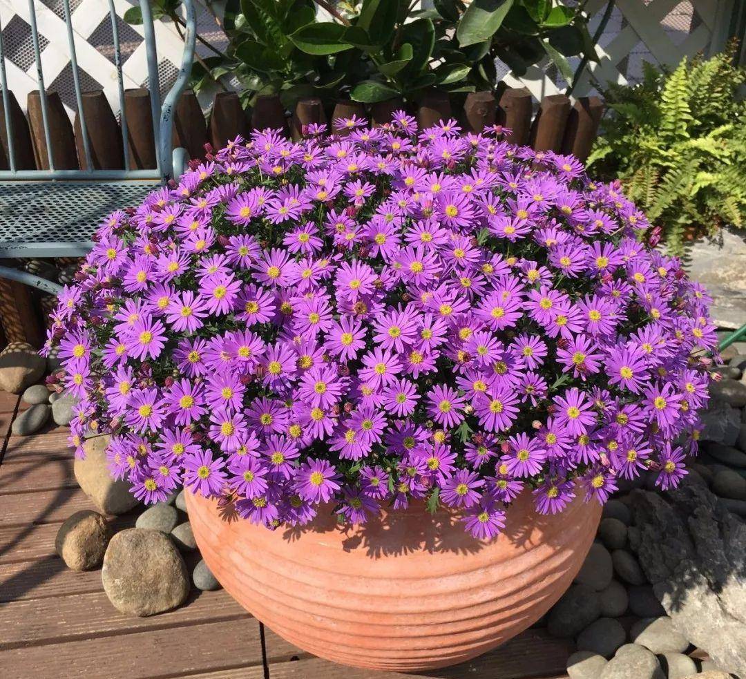 9 cây cảnh "nhỏ mà có võ", siêu ra hoa, lộng lẫy muôn màu, giá rẻ, dễ trồng, chạm vào là nghiện  - Ảnh 7.