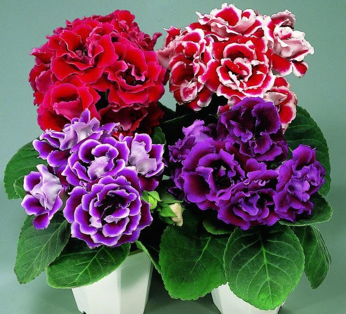 9 cây cảnh "nhỏ mà có võ", siêu ra hoa, lộng lẫy muôn màu, giá rẻ, dễ trồng, chạm vào là nghiện  - Ảnh 10.