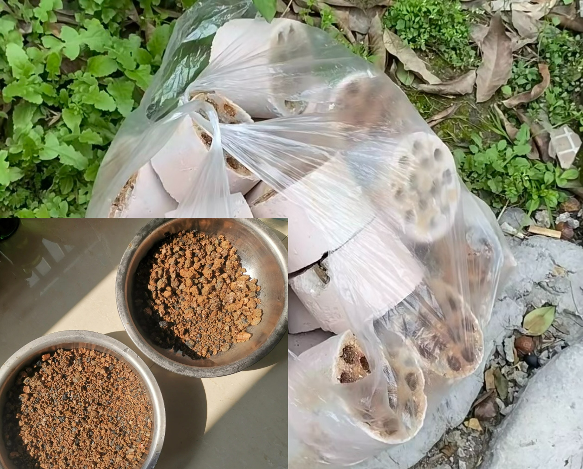 Bỏ 6 loại phế phẩm này vào chậu cây cảnh, trồng 10 năm không thối rễ, hoa đến thì hoa lại nở - Ảnh 3.