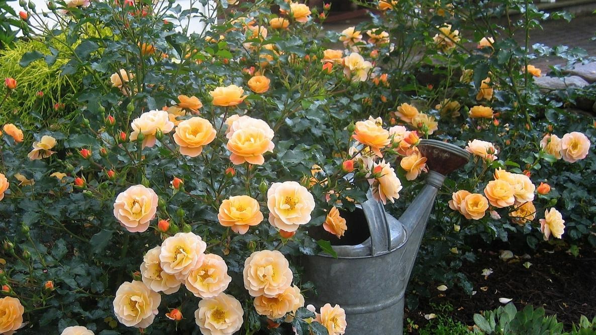 Bỏ 6 loại phế phẩm này vào chậu cây cảnh, trồng 10 năm không thối rễ, hoa đến thì hoa lại nở - Ảnh 11.