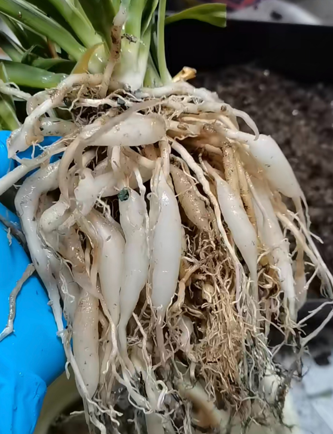 Bỏ 6 loại phế phẩm này vào chậu cây cảnh, trồng 10 năm không thối rễ, hoa đến thì hoa lại nở - Ảnh 4.