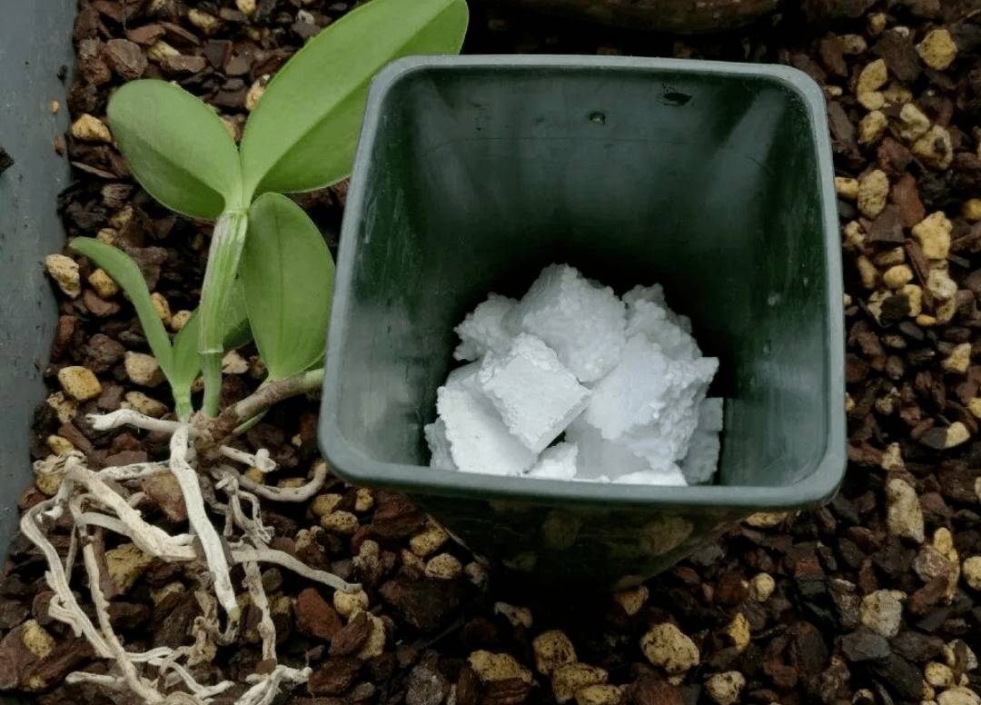 Bỏ 6 loại phế phẩm này vào chậu cây cảnh, trồng 10 năm không thối rễ, hoa đến thì hoa lại nở - Ảnh 8.