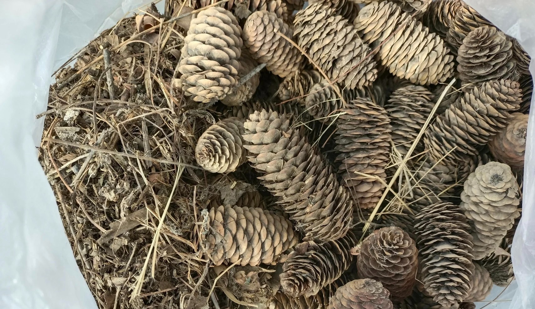 Bỏ 6 loại phế phẩm này vào chậu cây cảnh, trồng 10 năm không thối rễ, hoa đến thì hoa lại nở - Ảnh 5.