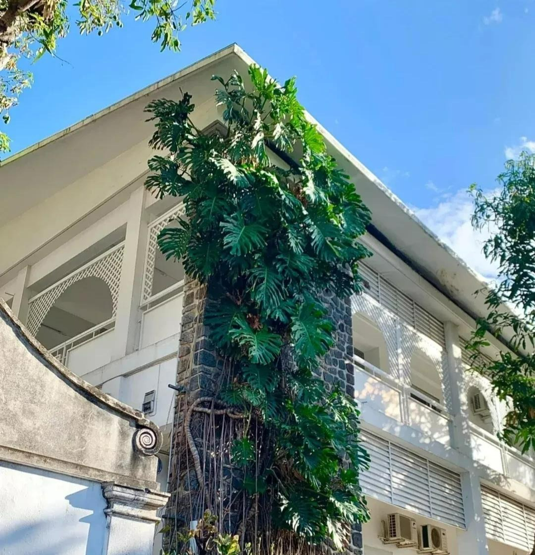 Người xưa dặn: "Ban công có 4 loại cây cảnh, gia đình nghèo khó, tài lộc tránh xa" - Ảnh 4.