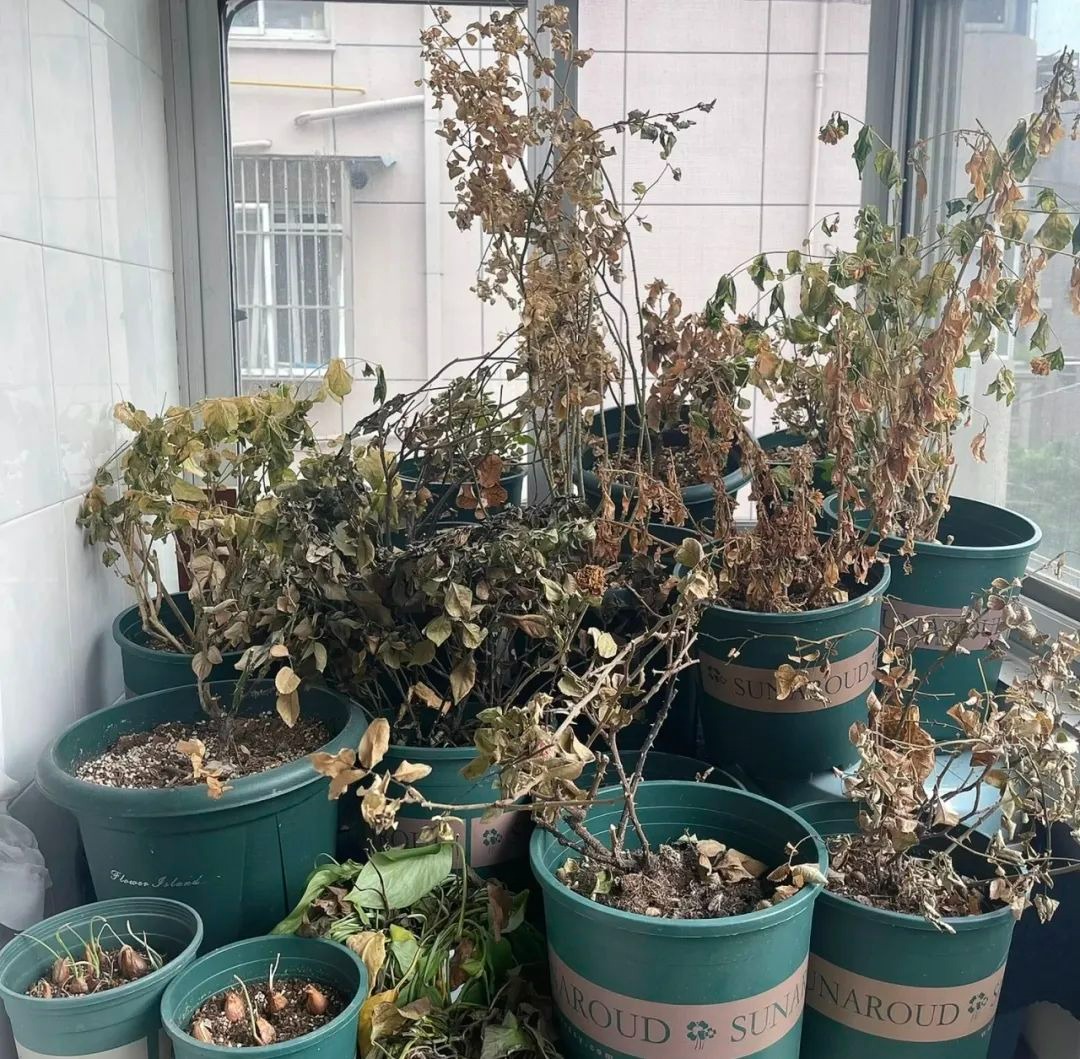 Người xưa dặn: "Ban công có 4 loại cây cảnh, gia đình nghèo khó, tài lộc tránh xa" - Ảnh 3.