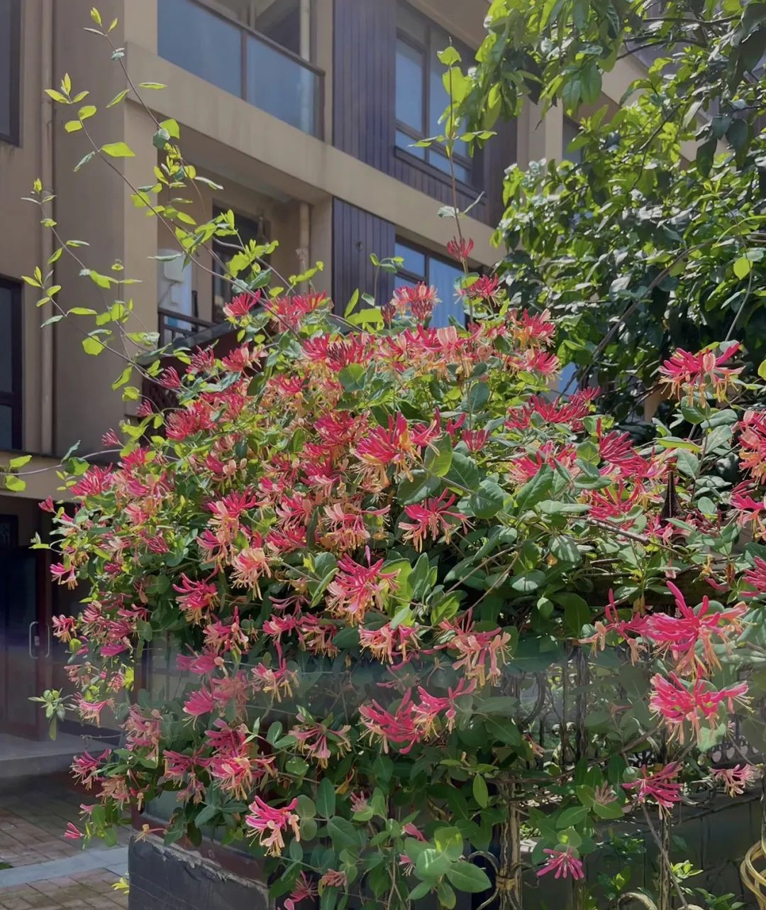 Người xưa dặn: "Ban công có 4 loại cây cảnh, gia đình nghèo khó, tài lộc tránh xa" - Ảnh 2.