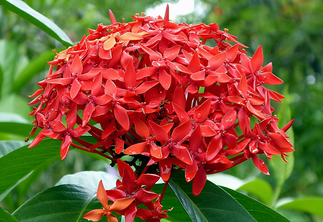 4 cây cảnh nở hoa như quả cầu lớn rực rỡ, mang năng lượng tốt lành vào nhà bạn - Ảnh 6.