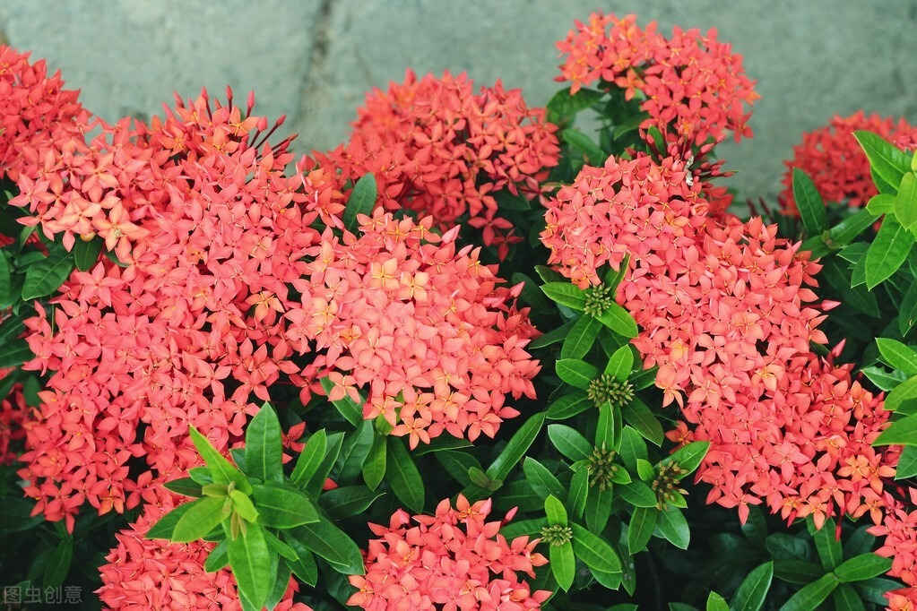 4 cây cảnh nở hoa như quả cầu lớn rực rỡ, mang năng lượng tốt lành vào nhà bạn - Ảnh 5.