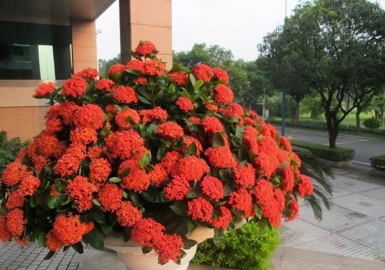 4 cây cảnh nở hoa như quả cầu lớn rực rỡ, mang năng lượng tốt lành vào nhà bạn - Ảnh 7.