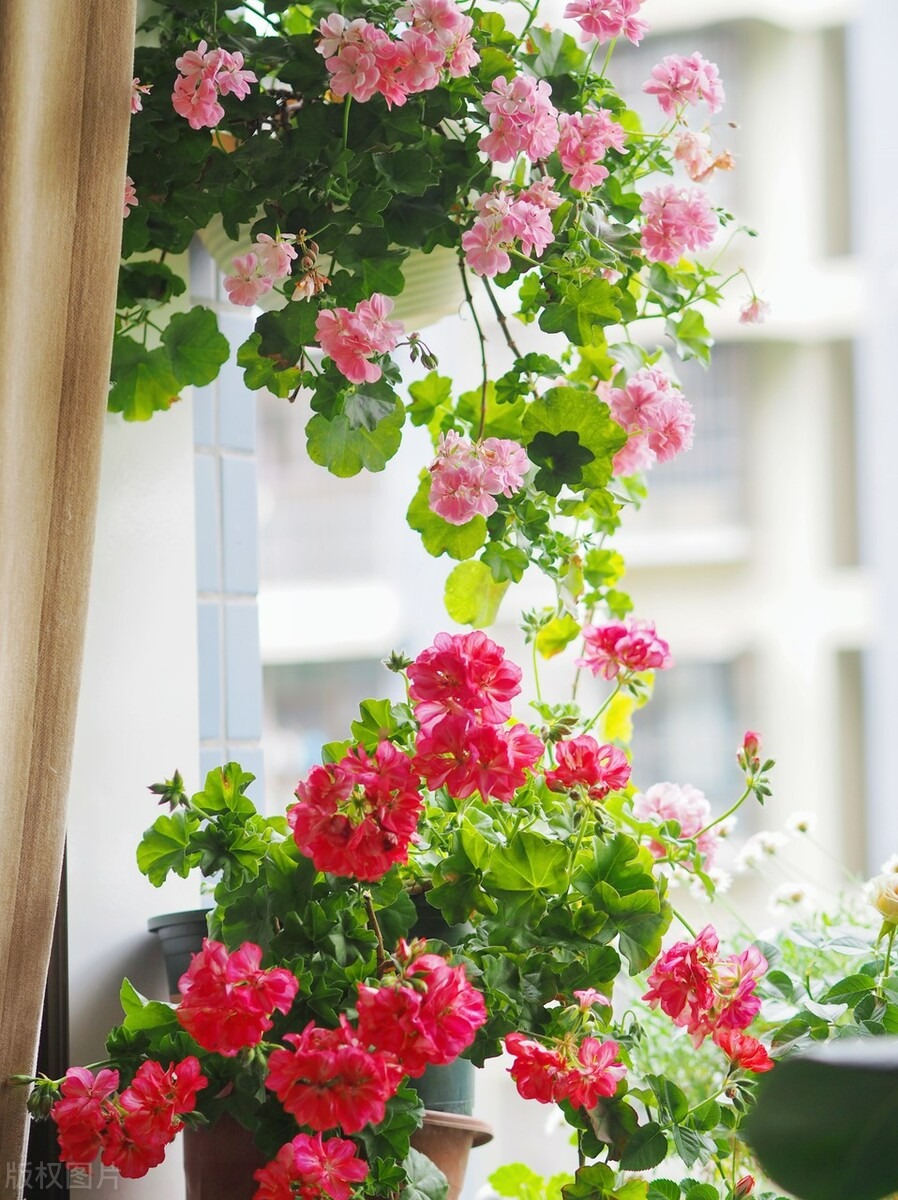 4 cây cảnh nở hoa như quả cầu lớn rực rỡ, mang năng lượng tốt lành vào nhà bạn - Ảnh 9.