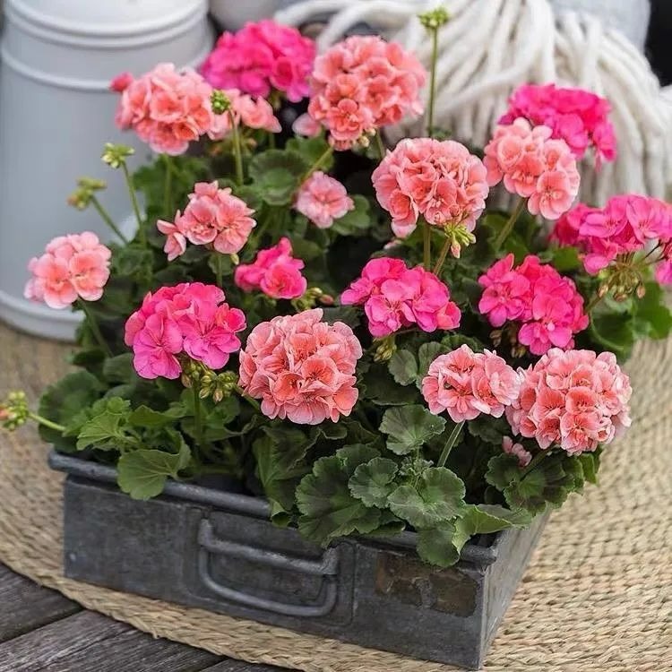 4 cây cảnh nở hoa như quả cầu lớn rực rỡ, mang năng lượng tốt lành vào nhà bạn - Ảnh 8.