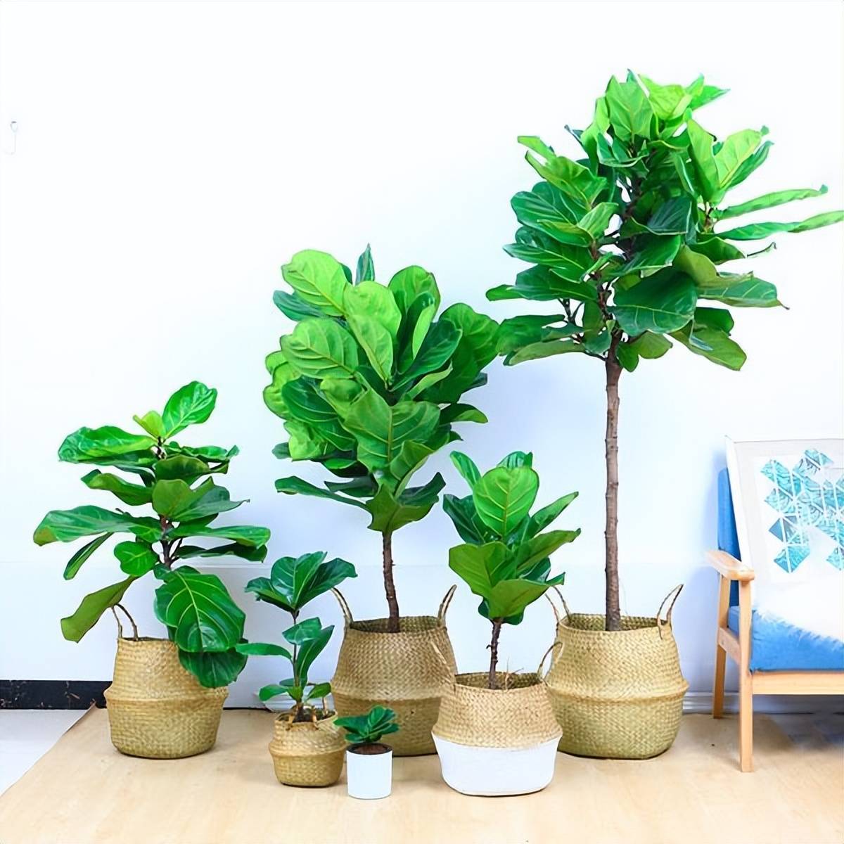 Đừng trở thành "sát thủ" cây cảnh vì không nắm chắc 4 điều này - Ảnh 5. Đừng trở thành "sát thủ" cây cảnh vì không nắm chắc 4 điều này - Ảnh 5.