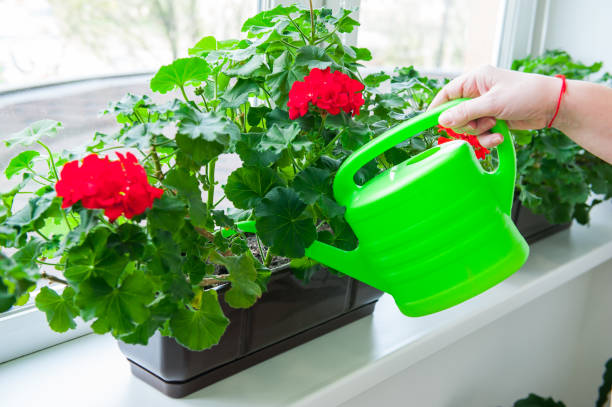 Đừng trở thành "sát thủ" cây cảnh vì không nắm chắc 4 điều này - Ảnh 2. Đừng trở thành "sát thủ" cây cảnh vì không nắm chắc 4 điều này - Ảnh 2.