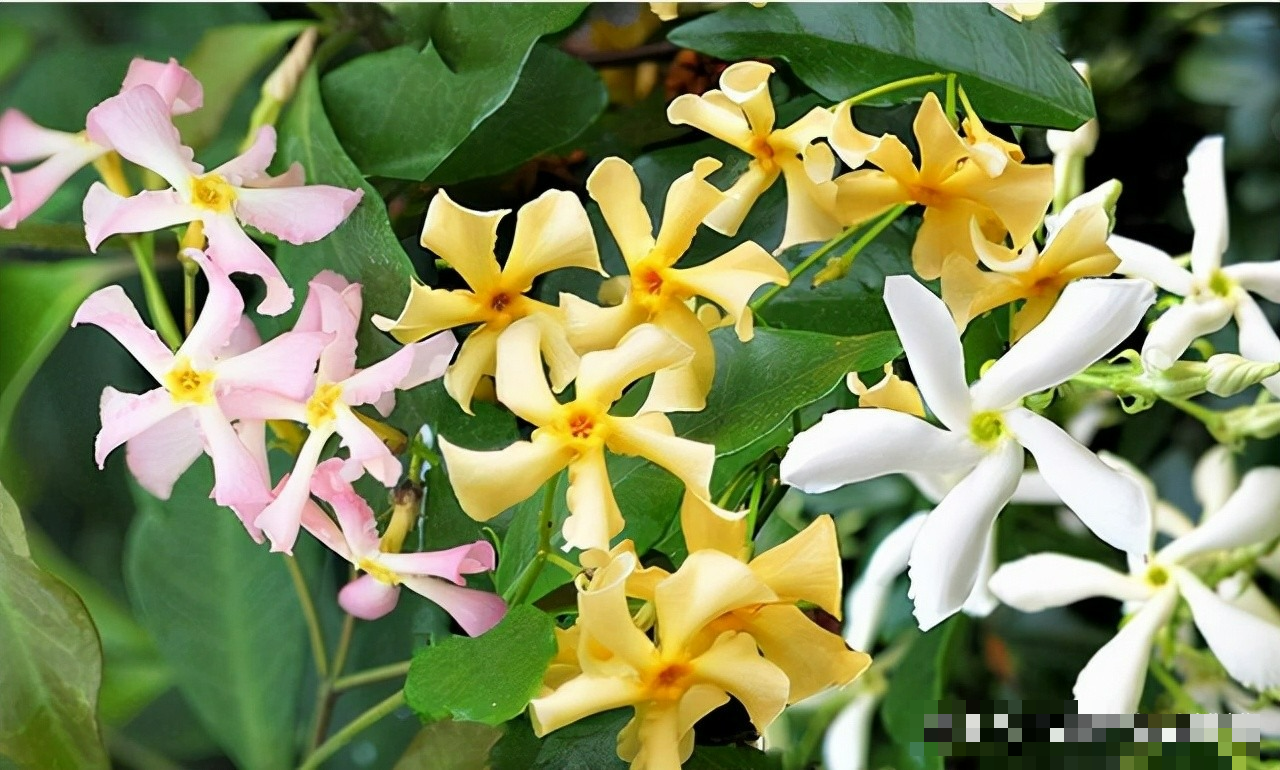 Cây cảnh dây leo "bất tử", dễ làm tường hoa, nở rộ thành ngàn sao lấp lánh, thơm ngát một vùng- Ảnh 3.