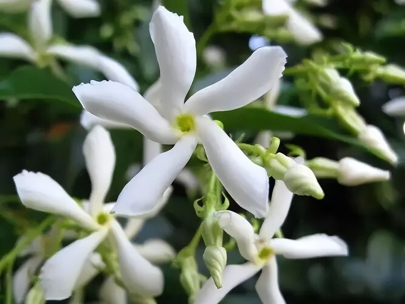 Cây cảnh dây leo "bất tử", dễ làm tường hoa, nở rộ thành ngàn sao lấp lánh, thơm ngát một vùng- Ảnh 2.