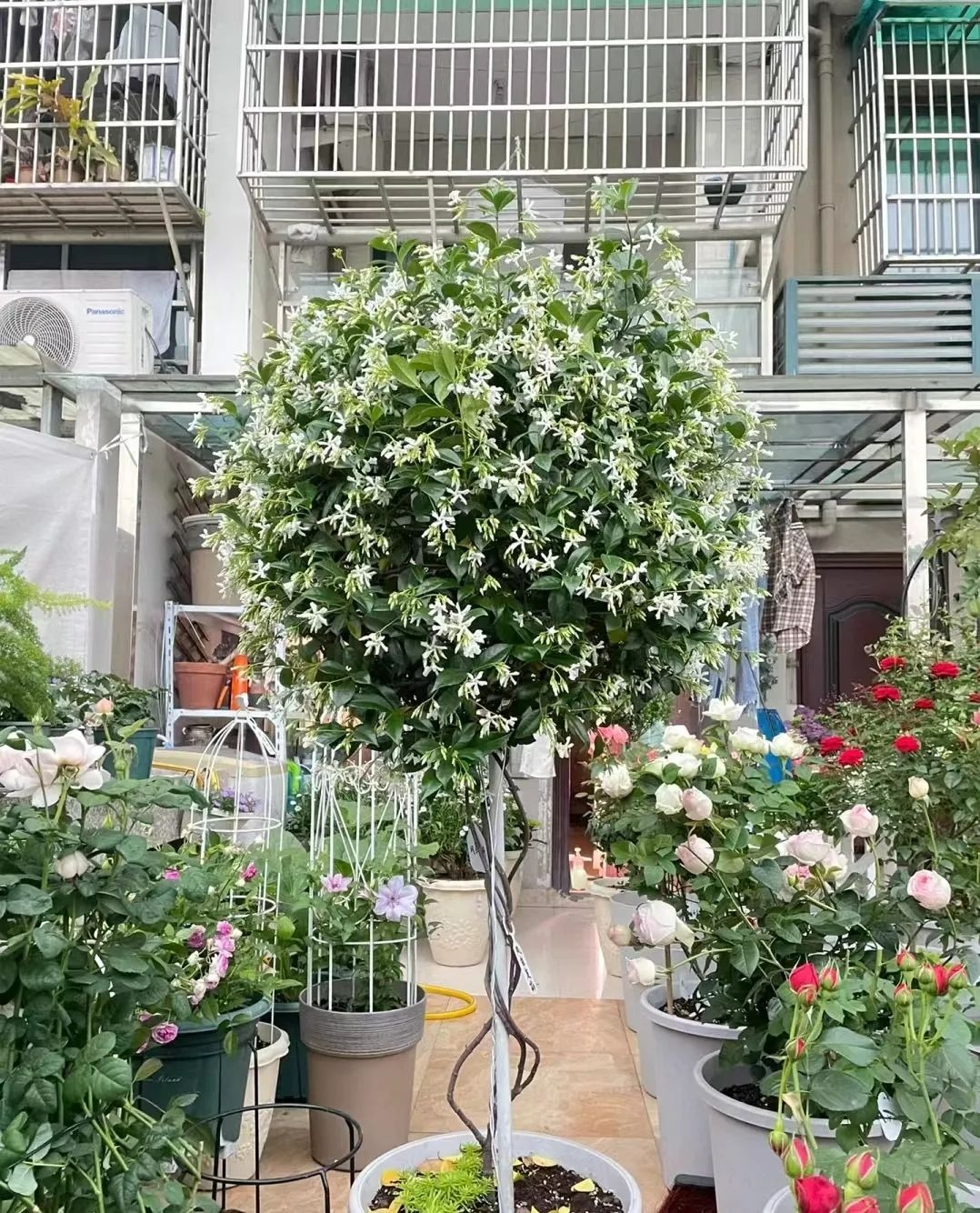 Cây cảnh dây leo "bất tử", dễ làm tường hoa, nở rộ thành ngàn sao lấp lánh, thơm ngát một vùng- Ảnh 12.