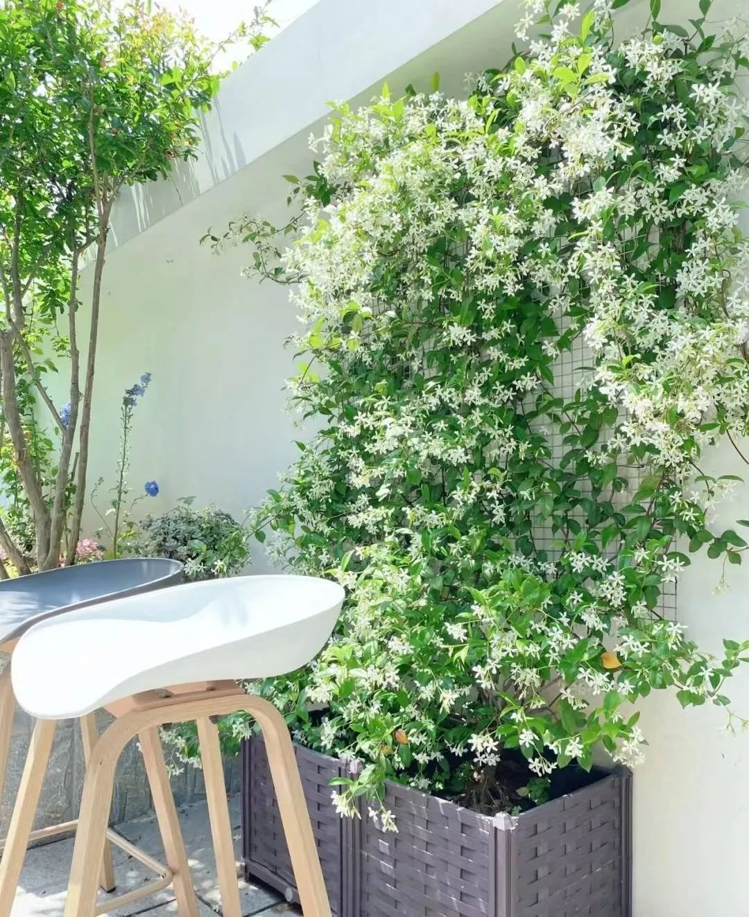 Cây cảnh dây leo "bất tử", dễ làm tường hoa, nở rộ thành ngàn sao lấp lánh, thơm ngát một vùng- Ảnh 11.