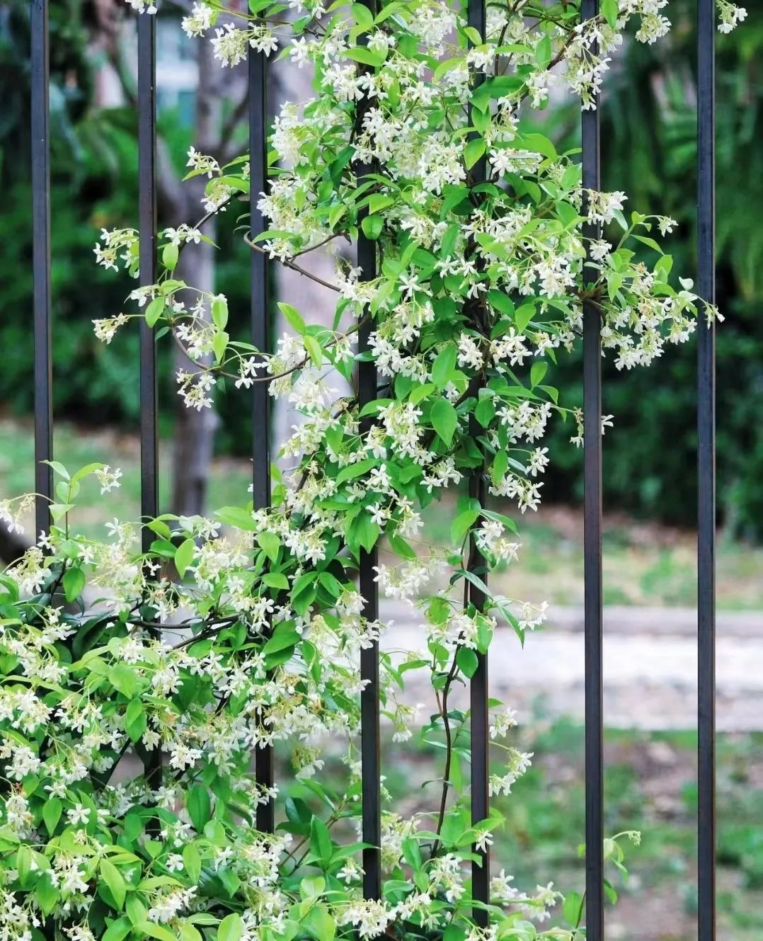 Cây cảnh dây leo "bất tử", dễ làm tường hoa, nở rộ thành ngàn sao lấp lánh, thơm ngát một vùng- Ảnh 10.