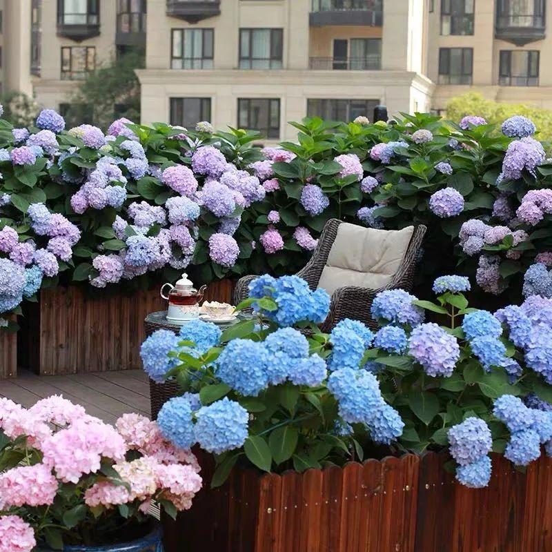 6 cây cảnh xanh tươi, rực rỡ lại dễ trồng, trồng vài chậu trong tháng 4, tận hưởng mùa hè mát lạnh - Ảnh 4.