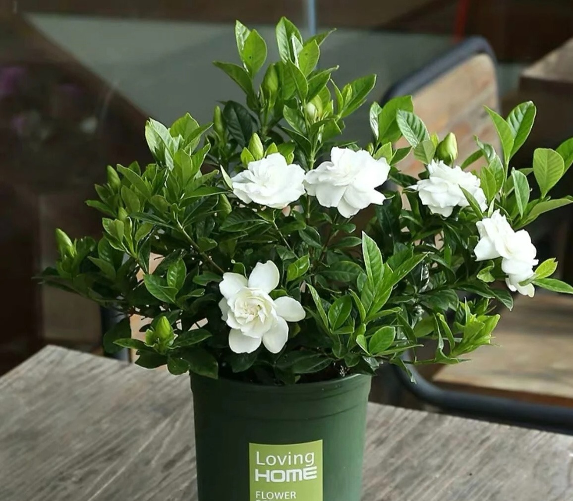 6 cây cảnh xanh tươi, rực rỡ lại dễ trồng, trồng vài chậu trong tháng 4, tận hưởng mùa hè mát lạnh - Ảnh 2.