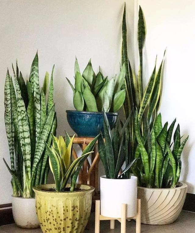 6 cây cảnh xanh tươi, rực rỡ lại dễ trồng, trồng vài chậu trong tháng 4, tận hưởng mùa hè mát lạnh - Ảnh 16.