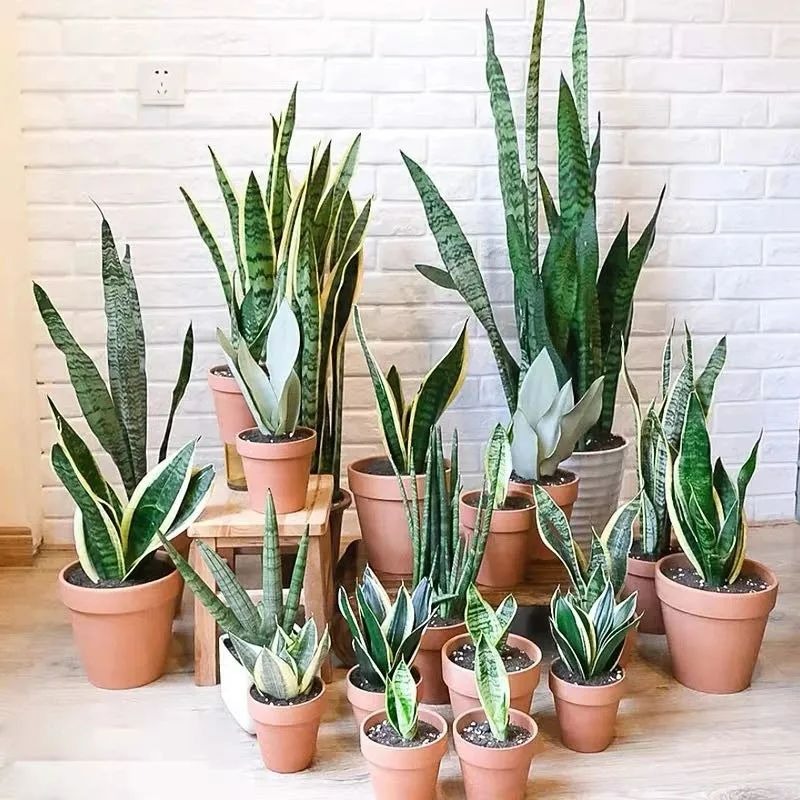 6 cây cảnh xanh tươi, rực rỡ lại dễ trồng, trồng vài chậu trong tháng 4, tận hưởng mùa hè mát lạnh - Ảnh 15.