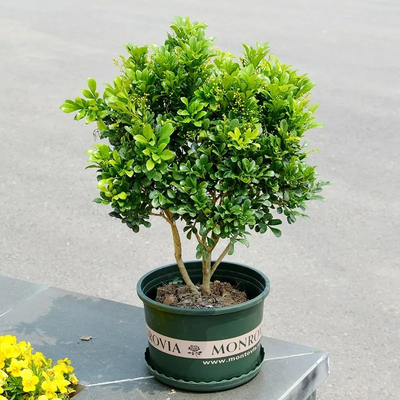 6 cây cảnh xanh tươi, rực rỡ lại dễ trồng, trồng vài chậu trong tháng 4, tận hưởng mùa hè mát lạnh - Ảnh 9.