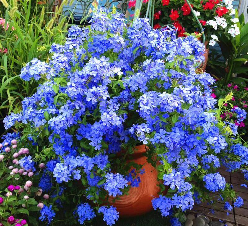 6 cây cảnh xanh tươi, rực rỡ lại dễ trồng, trồng vài chậu trong tháng 4, tận hưởng mùa hè mát lạnh - Ảnh 11.