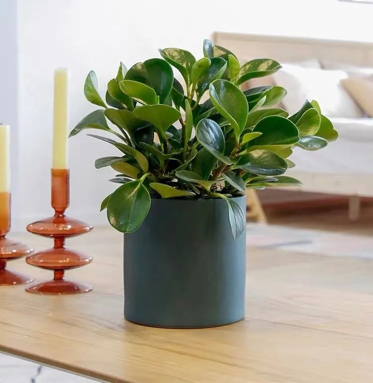 6 cây cảnh xanh tươi, rực rỡ lại dễ trồng, trồng vài chậu trong tháng 4, tận hưởng mùa hè mát lạnh - Ảnh 14.