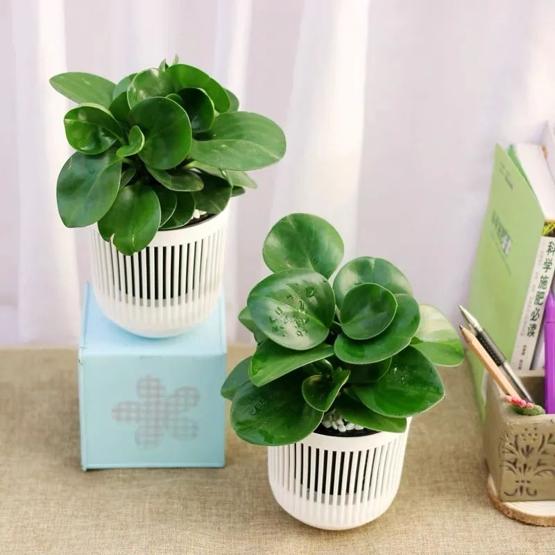 6 cây cảnh xanh tươi, rực rỡ lại dễ trồng, trồng vài chậu trong tháng 4, tận hưởng mùa hè mát lạnh - Ảnh 12.