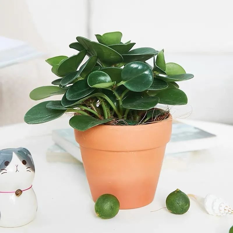 6 cây cảnh xanh tươi, rực rỡ lại dễ trồng, trồng vài chậu trong tháng 4, tận hưởng mùa hè mát lạnh - Ảnh 13.