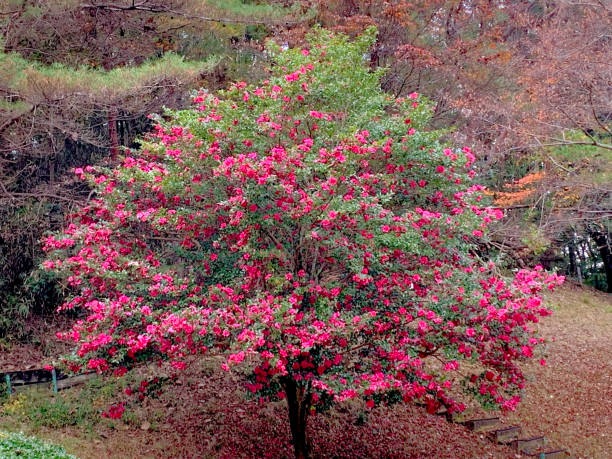 4 cây cảnh trường thọ, nở hoa rực rỡ, sống lâu trăm năm, trồng trong nhà ba đời phú quý - Ảnh 4.