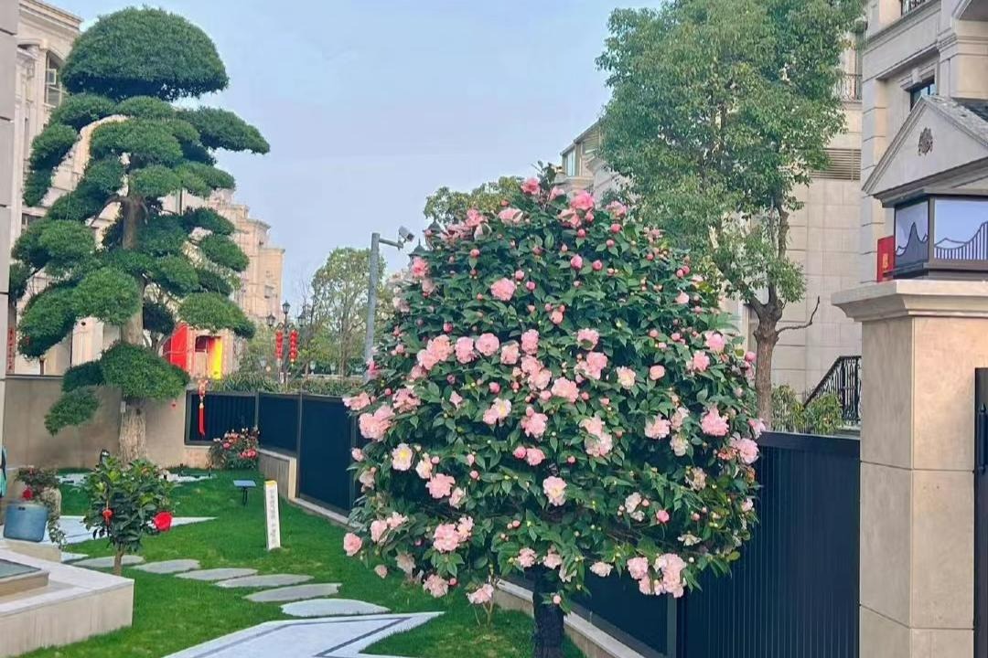 4 cây cảnh trường thọ, nở hoa rực rỡ, sống lâu trăm năm, trồng trong nhà ba đời phú quý - Ảnh 3.