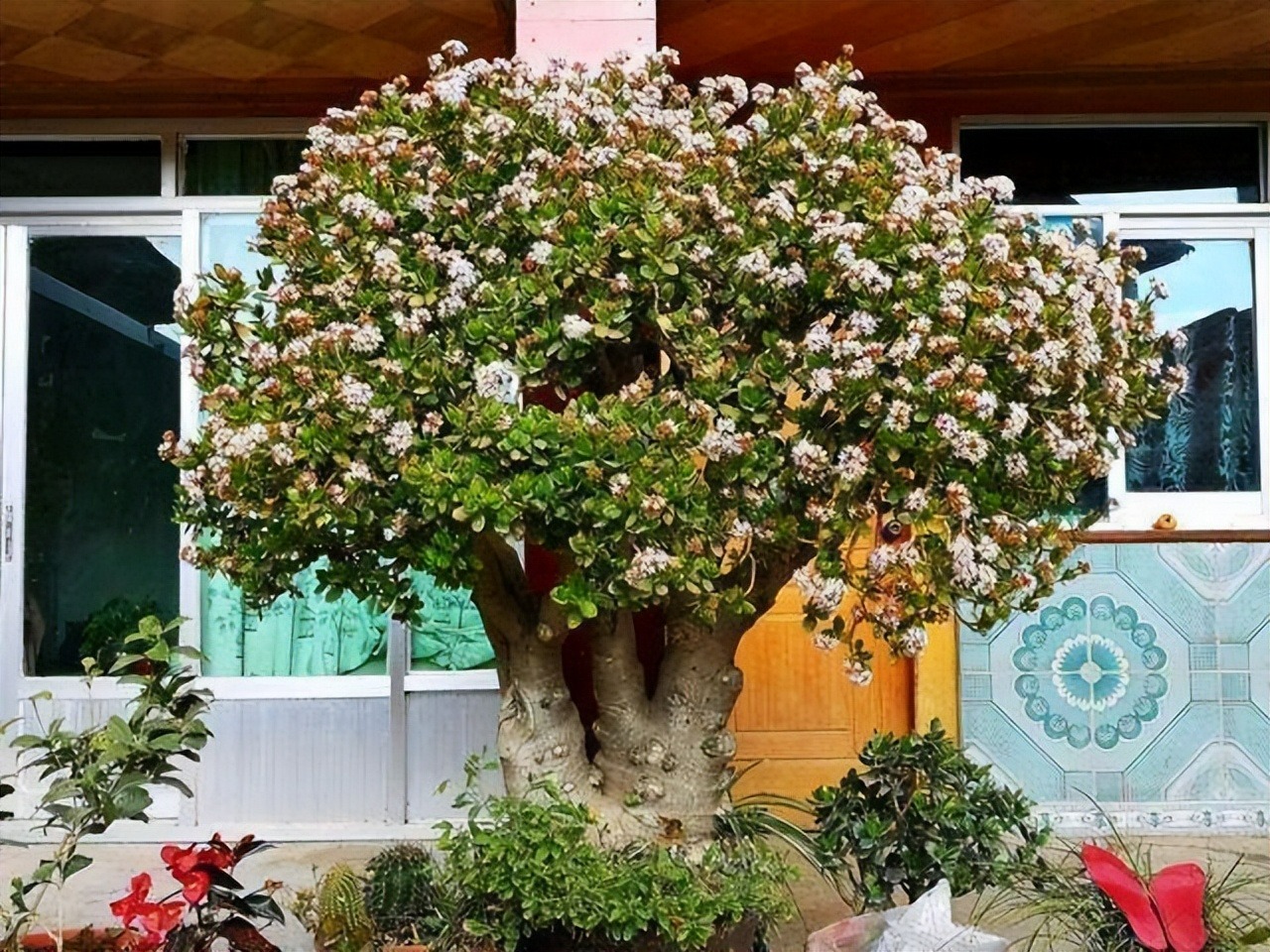 4 cây cảnh trường thọ, nở hoa rực rỡ, sống lâu trăm năm, trồng trong nhà ba đời phú quý - Ảnh 7.